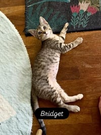 Bridget - Photo 4