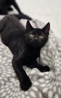Kitten 28218 (Jet) - Photo 2