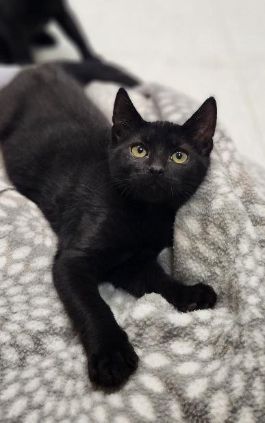 KITTEN 28218 (JET) - Domestic Short Hair available for adoption