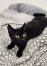 Kitten 28218 (Jet) - Photo 3