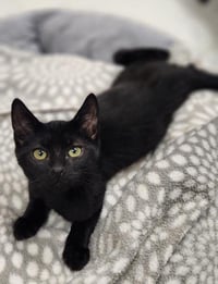 Kitten 28218 (Jet) - Photo 1