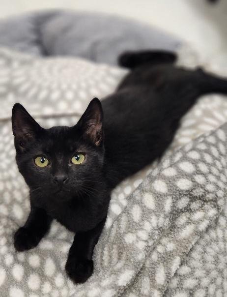 KITTEN 28218 (JET) - Domestic Short Hair available for adoption