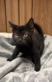 Kitten 28218 (Jet) - Photo 4