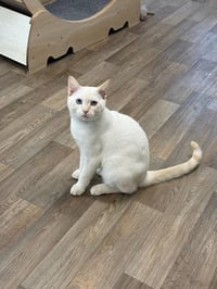 Cat 27210 (Lester) - Photo 1