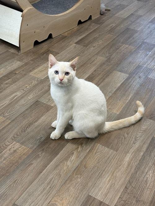 CAT 27210 (LESTER)