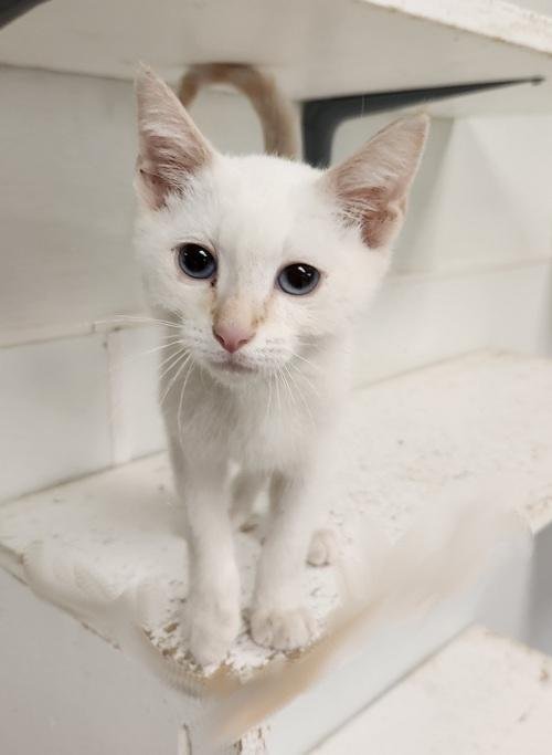CAT 27210 (LESTER) - Siamese available for adoption