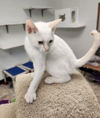 Cat 27210 (Lester) - Photo 3