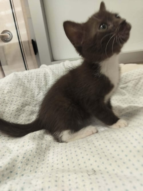 COFFEE - Domestic Short Hair / Havana available for adoption