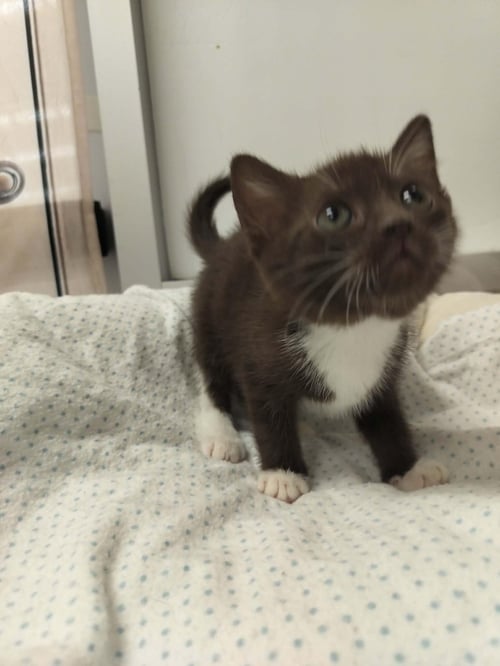 COFFEE - Domestic Short Hair / Havana available for adoption