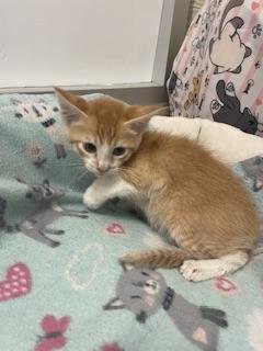 DAFFODIL - Tabby available for adoption