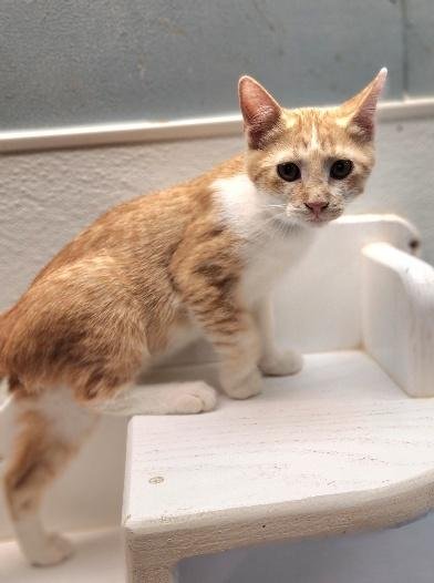 KITTEN 28006 (BUTTERSCOTCH) - Tabby available for adoption
