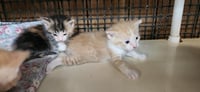 Kitten 28006 (Butterscotch) - Photo 4