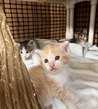 Kitten 28006 (Butterscotch) - Photo 3