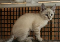 Kitten 27751 (River) - Photo 4