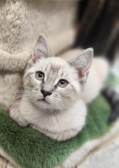 KITTEN 27751 (RIVER) - Siamese available for adoption