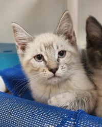 Kitten 27751 (River) - Photo 3