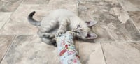 Kitten 27751 (River) - Photo 2