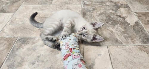 KITTEN 27751 (RIVER) - Siamese available for adoption