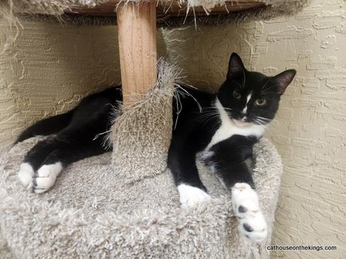 BULBASAUR - Tuxedo available for adoption