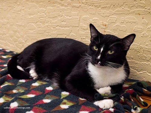 BULBASAUR - Tuxedo for adoption in Fresno