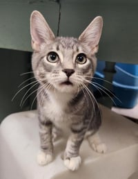 Kitten 28075 (Baby Bubba) - Photo 1