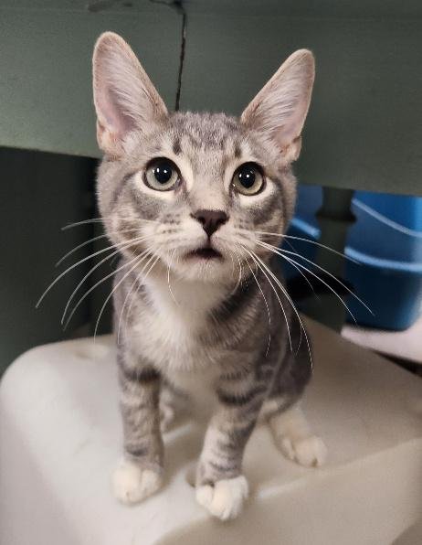 KITTEN 28075 (BABY BUBBA) - Tabby available for adoption