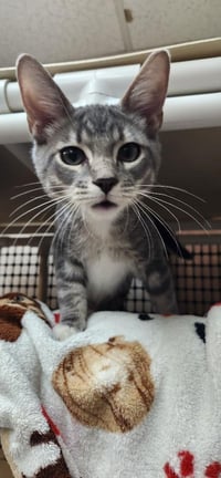 Kitten 28075 (Baby Bubba) - Photo 2