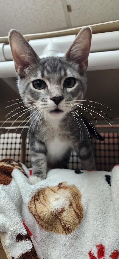 KITTEN 28075 (BABY BUBBA) - Tabby available for adoption