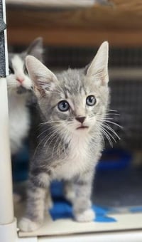 Kitten 28075 (Baby Bubba) - Photo 3