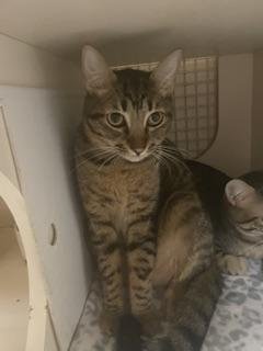 REECES - Tabby available for adoption