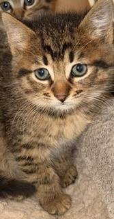 Reeces - Photo 4