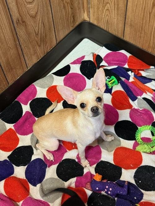 MOM DOG 27470 (MILA) - Chihuahua available for adoption