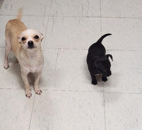 MOM DOG 27470 (MILA) - Chihuahua available for adoption