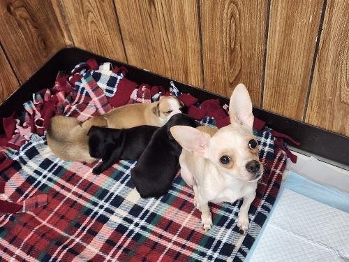 Mom Dog 27470 (Mila) - Photo 3