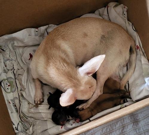 Mom Dog 27470 (Mila) - Photo 4