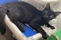 Kitten 27864(Reptar) - Photo 3