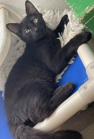 Kitten 27864(Reptar) Image
