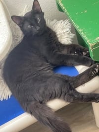 Kitten 27864(Reptar) - Photo 2