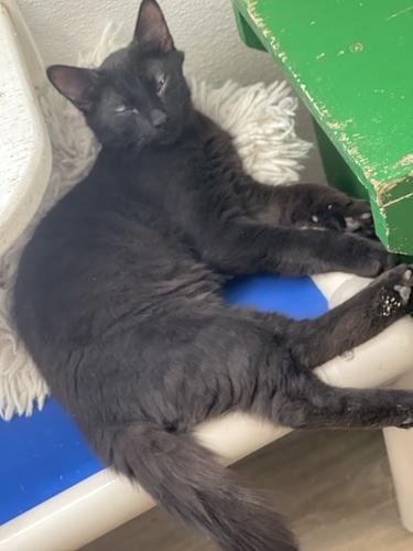 KITTEN 27864(REPTAR) - Maine Coon available for adoption