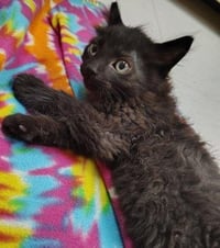 Kitten 27864(Reptar) - Photo 4