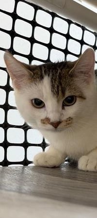 Kitten 28082 (Tilly) - Photo 3