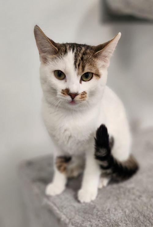 Kitten 28082 (Tilly) Image