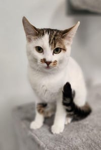 Kitten 28082 (Tilly) - Photo 1