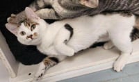Kitten 28082 (Tilly) - Photo 2