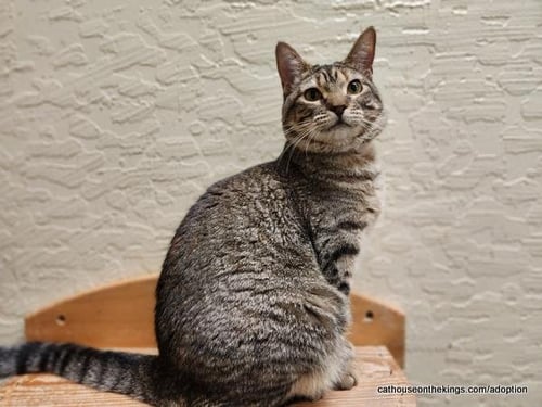 OCTAVIA - Tabby available for adoption