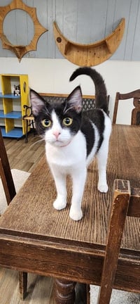 Kitten 27888 (Bonnie) - Photo 3