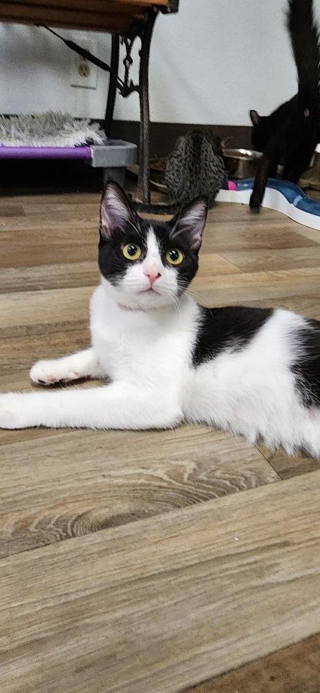 KITTEN 27888 (BONNIE) - Domestic Short Hair available for adoption