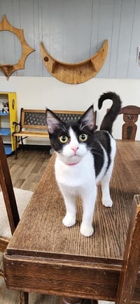 Kitten 27888 (Bonnie) - Photo 1