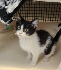 Kitten 27888 (Bonnie) - Photo 4