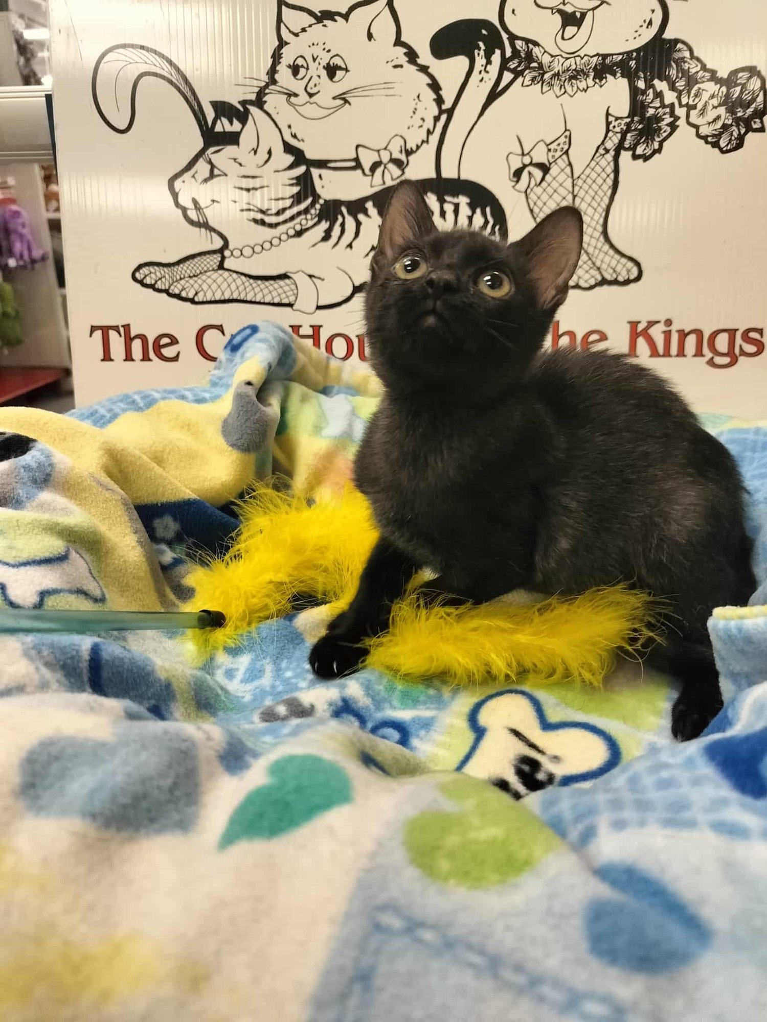 RAMBO - Domestic Short Hair available for adoption